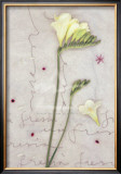 Freesia Prints by Kidney 