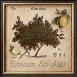 Citronnier, Cote d'Azur Prints by Vincent Perriol