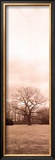 Chestnut Tree Prints by Alan Blaustein