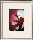 Prunus III Prints by Marc Ayrault
