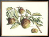 Botanical IV Print by Van Rheet 