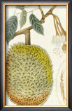 Crackled Indonesian Fruits IV Art by Berthe Hoola Van Nooten
