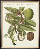 Walnut Prints by Bertuch 