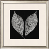 Simplicity Prints by Trefor Ball