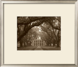 Oak Alley Prints by Cindy Mcintyre