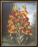 The Superb Lily Art by Dr. Robert J. Thornton