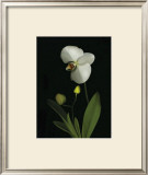 Orchid I Prints by Susan Barmon