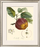 Apples Poster by Bessa 