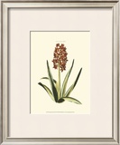 Antique Hyacinth XVI Posters by Christoph Jacob Trew