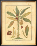 Banana Tree Posters by Rebecca 