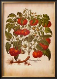 L'Herbier I Prints by Basilius Besler