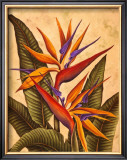 Tropical Bird of Paradise Art by Dianne Krumel