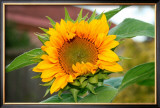 Sunflower Posters by Antonia Illsley