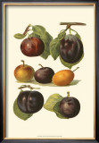 Plum Varieties II Posters by John Wright