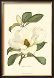 Magnolia Prints