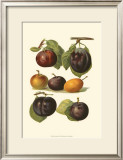 Plum Varieties II Posters by John Wright