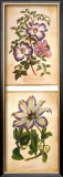 Flowering Clematis Prints by Louis Van Houtte