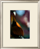 Feuilles Prunus II Prints by Marc Ayrault