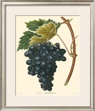 Grapes II Posters by Bessa 