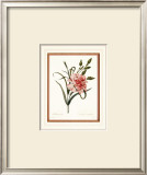 Dianthus Prints by Pierre-Joseph Redouté
