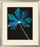 Photogram Prints by Hazel Barrett