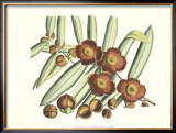 Botanical I Prints by Van Rheet 