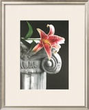 Stargazer Limited Edition Framed Print by Harvey Edwards