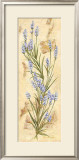Lavanda Posters by Amelie Parker