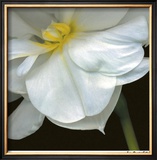 O'Keeffe Jonquil Limited Edition Framed Print by Pip Bloomfield