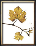 Gold Bud Prints by Gil-lubin 