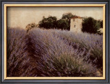 Lavender Prints by Amy Melious