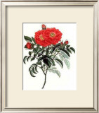 Rosa Portlandia Prints by George Henry Andrews