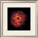 Ranunculus no. 43 Prints by Neil Seth Levine