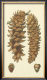 Woodland Pinecones III Art by Silva 