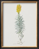 Ordinary Flax Weed Prints by Moritz Michael Daffinger