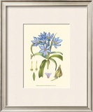 Periwinkle Blooms III Art by Samuel Curtis