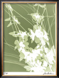 Flower Shadow III Limited Edition Framed Print by Lois Bender