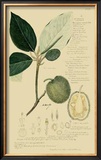 Tropical Fruits II Art by A. Descubes