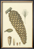 Woodland Pinecones IV Prints by Silva 