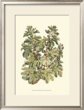 Fig Tree Branch Prints by Henri Du Monceau