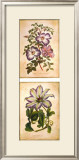 Flowering Clematis Prints by Louis Van Houtte