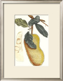 Indonesian Fruits III Prints by Berthe Hoola Van Nooten