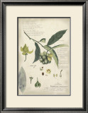 Descube Botanical II Posters by A. Descube