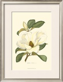 Magnolia Prints