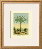 Maximiliana Palm Framed Giclee Print by Ch. Lemaire