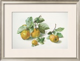Quinces Posters by Carlos Von Riefel