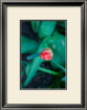 Tulip Prints by Antonia Illsley