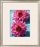 Dahlias Prints by Laurence Mouton
