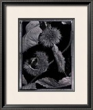 Chestnuts Posters by Augusto Camino