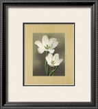 Tulipani Prints by Andrea Trivelli